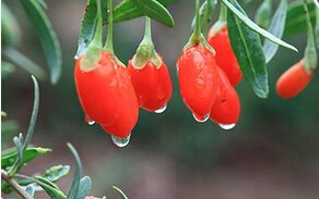 赤芍统货