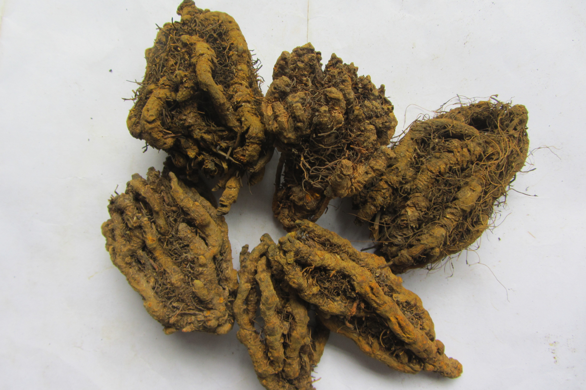 黄连统货