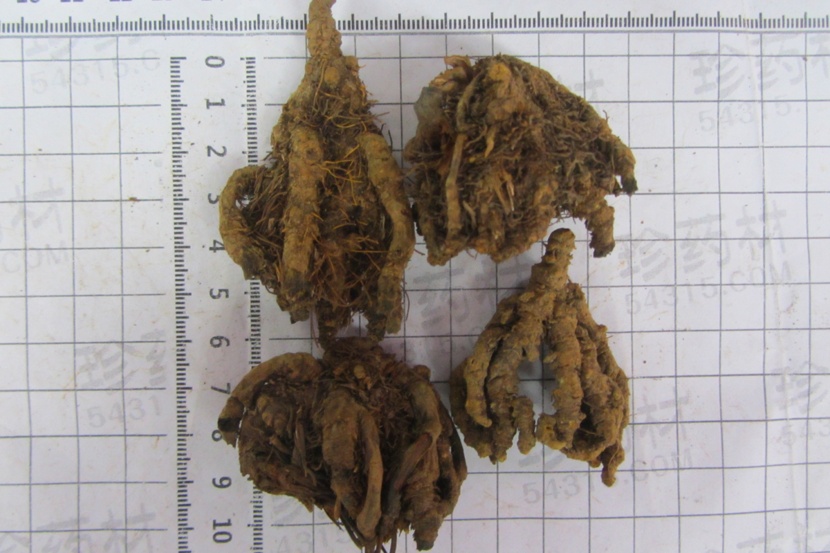 黄连统货