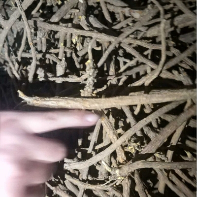 黄芩家种